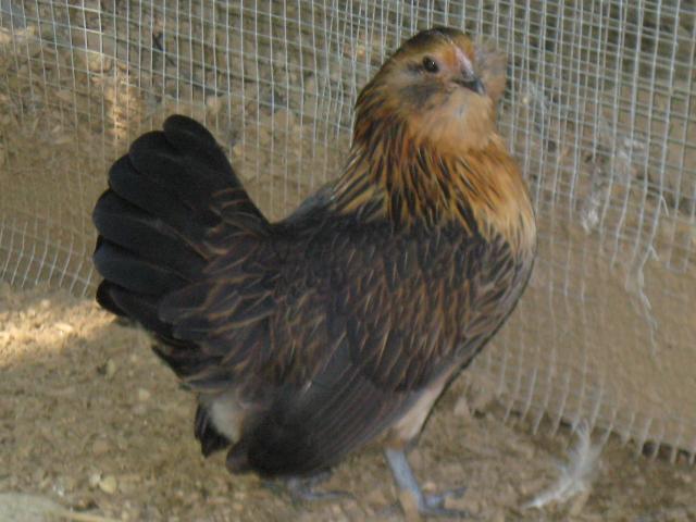 66797_yard_099.jpg