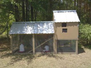 66804_chickencondo.jpg