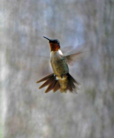 66877_ahum.jpg