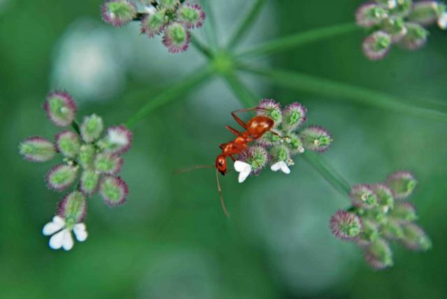 66877_ant_red_oby_1_1.jpg