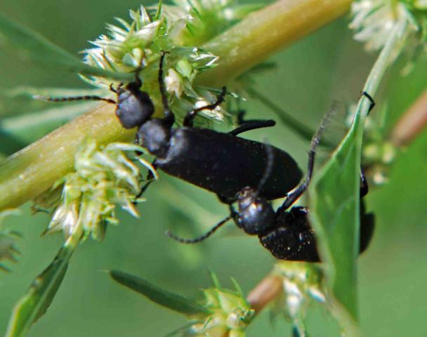 66877_blackbug3.jpg