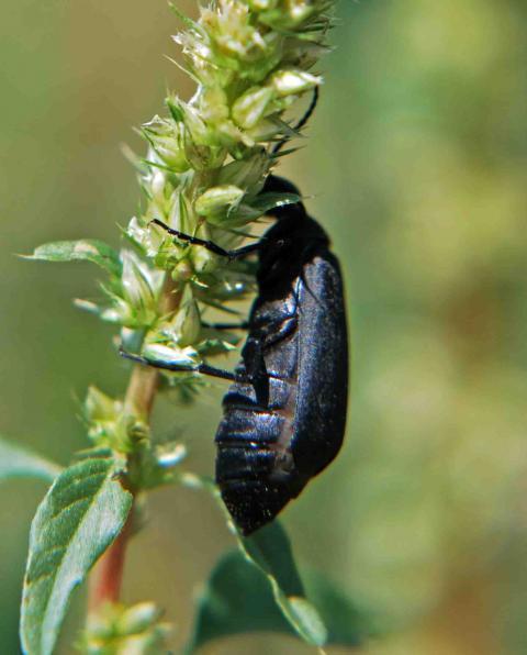 66877_blackbug4.jpg