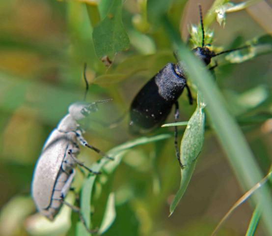 66877_blackbug5.jpg