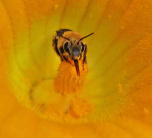 66877_bpollinator.jpg