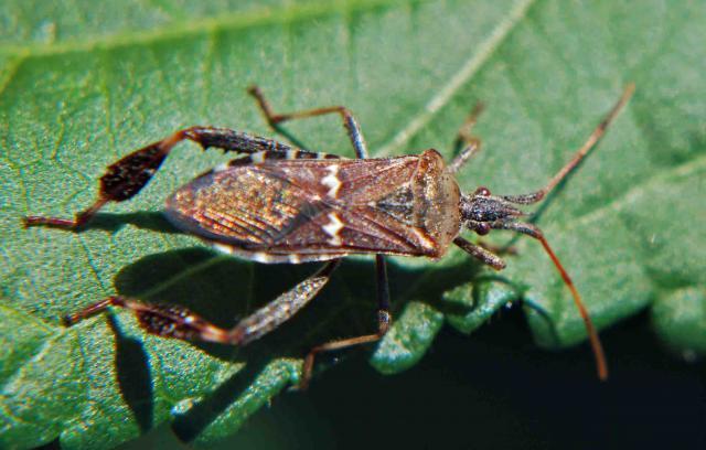 66877_bstinkbug.jpg