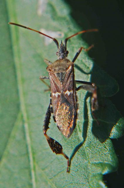 66877_bstinkbug2.jpg