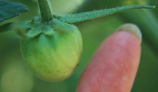 66877_btomato.jpg