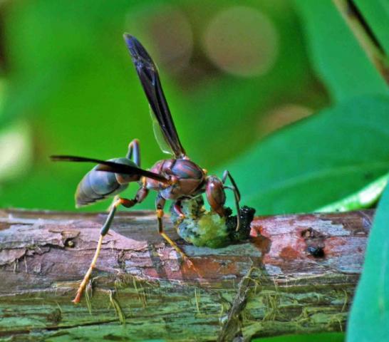 66877_bwasp.jpg