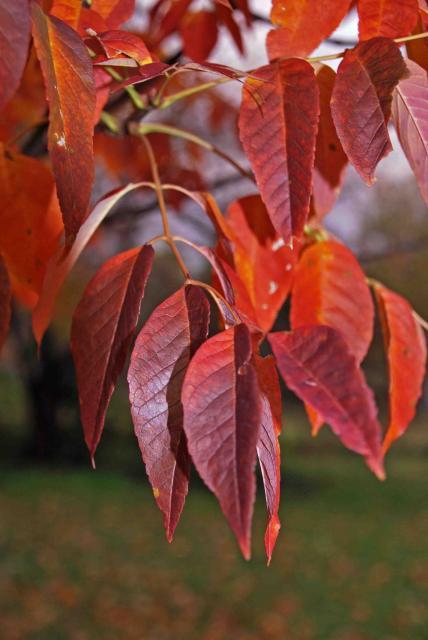 66877_dsc_0049.jpg