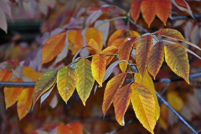66877_dsc_0055.jpg
