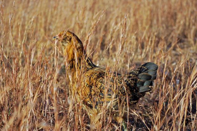 66877_dsc_7987_im_hiding.jpg