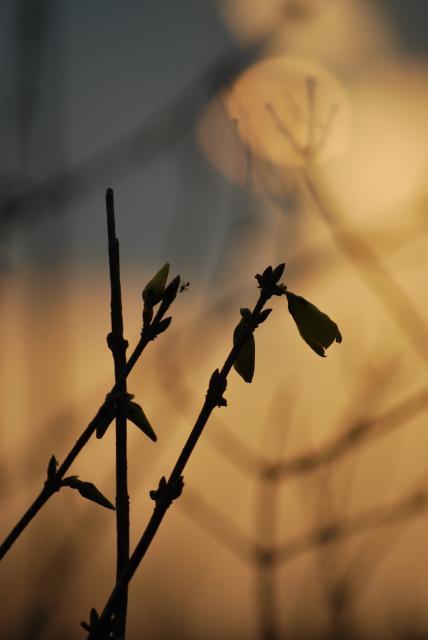66877_dsc_8398.jpg