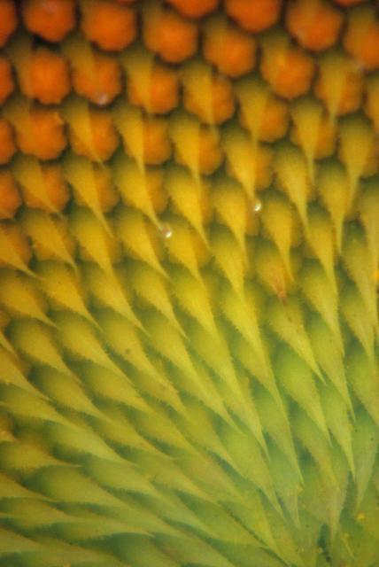 66877_dsc_9396.jpg