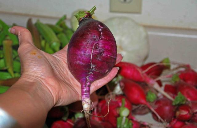 66877_garden_10-31-11_11.jpg