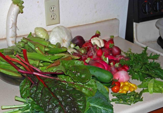 66877_garden_10-31-11_8.jpg