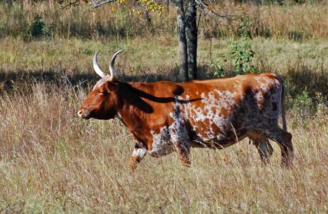 66877_longhorn_eufaula_1_10.jpg