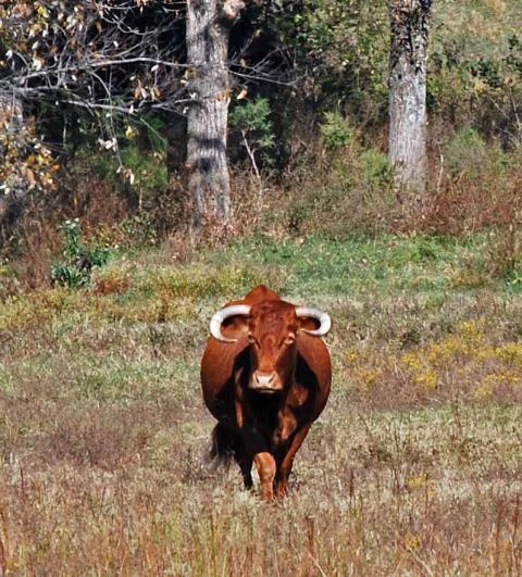 66877_longhorn_eufaula_1_12.jpg