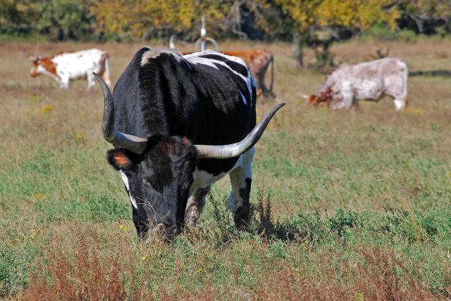 66877_longhorn_eufaula_1_27.jpg