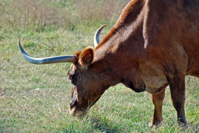 66877_longhorn_eufaula_1_28.jpg