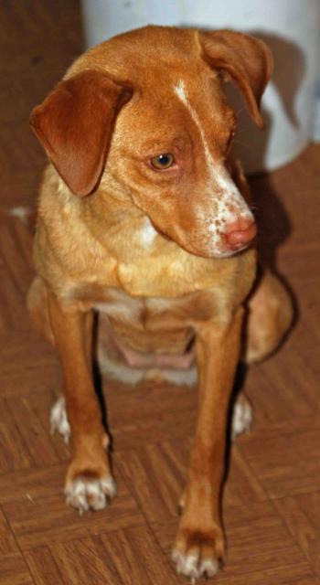 66877_stray_dog.jpg