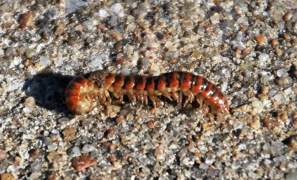 66877_unkown_bug_2.jpg