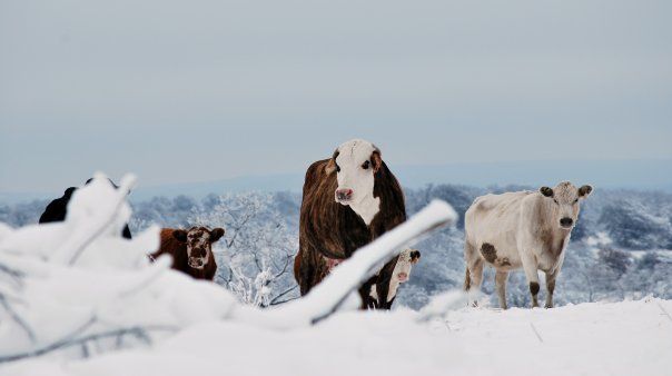 66877_winter_2010_3.jpg