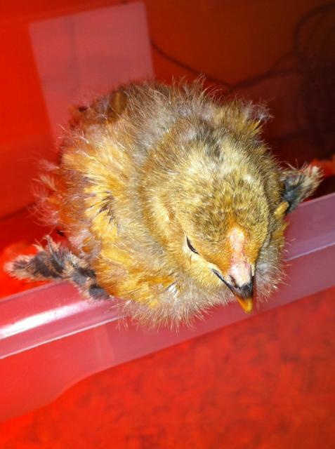 66894_chick1.jpg