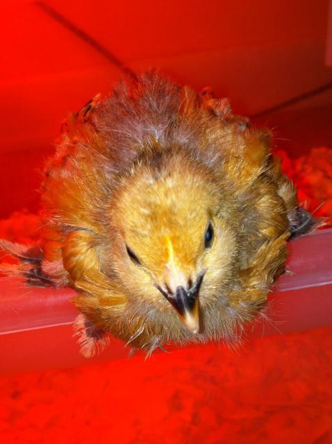 66894_chick2.jpg