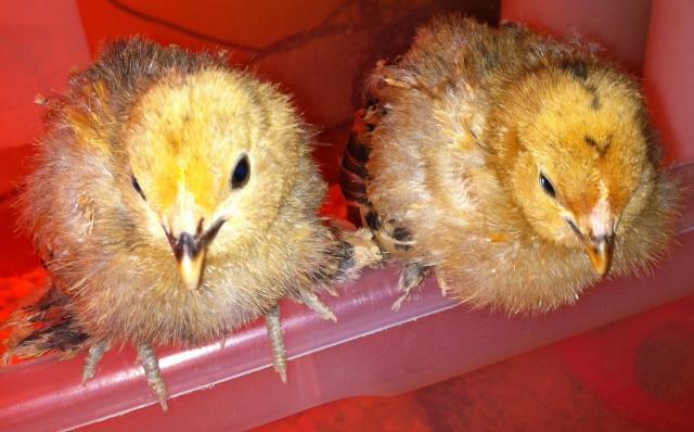 66894_chick34.jpg