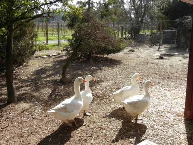66947_dscn0361.jpg