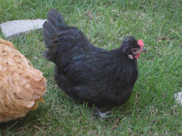 66970_llillie715.jpg