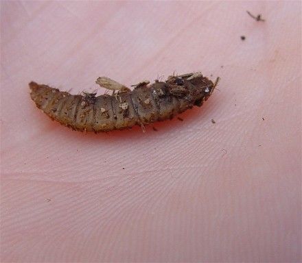 MEALWORMS - Raising Them the Easy Way | BackYard Chickens