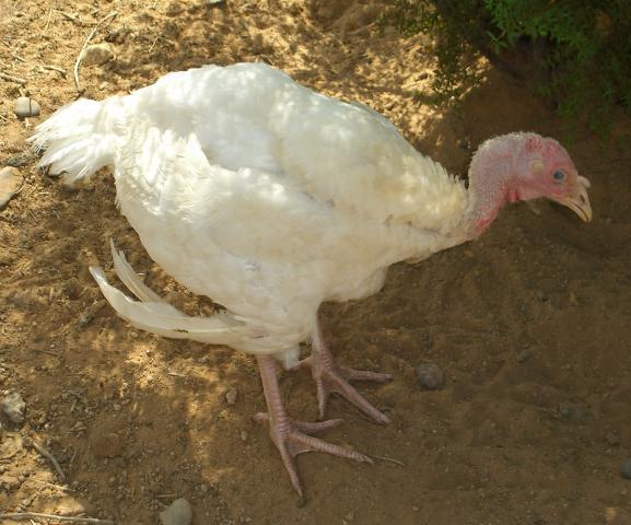 67155_turkey_poult090411.jpg