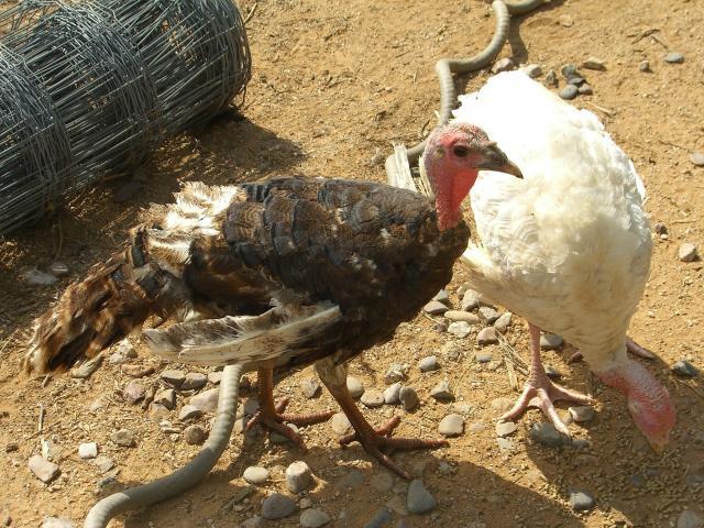 67155_turkey_poult_brown_white2090411.jpg