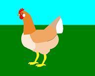 67168_white_patterned_gold_wheaten_female.jpg