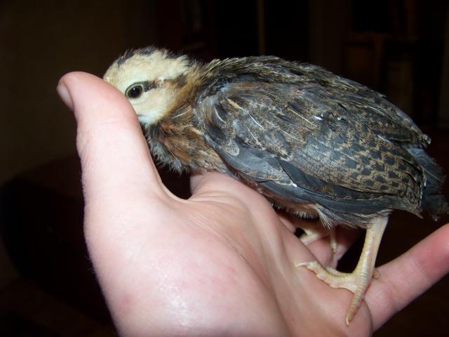 67236_100_4980.jpg