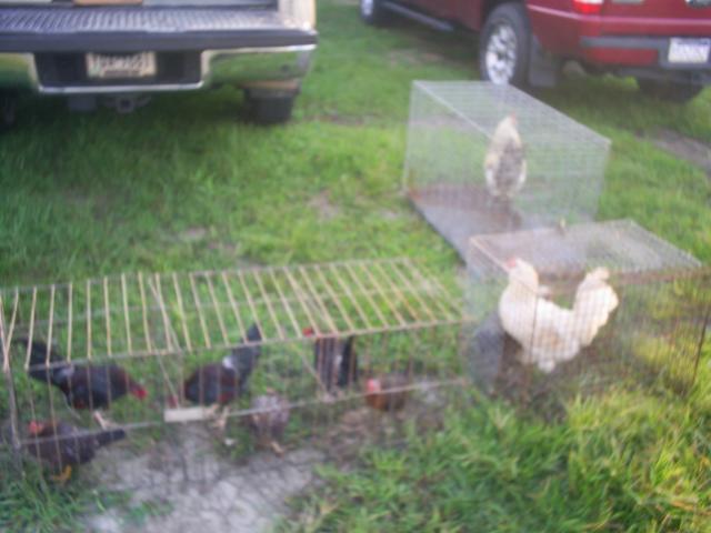 67270_bantams_and_roos.jpg