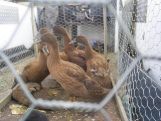 67270_choc_ducks.jpg