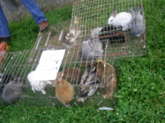 67270_ducks_n_bunnies.jpg