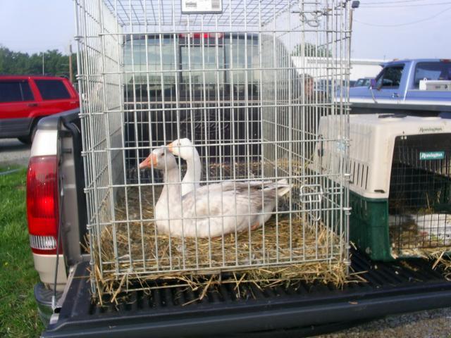 67270_geese_already_sold.jpg