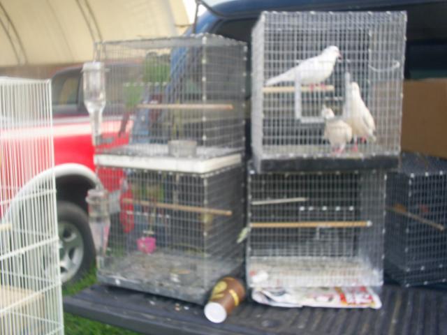 67270_more_cage_birds.jpg