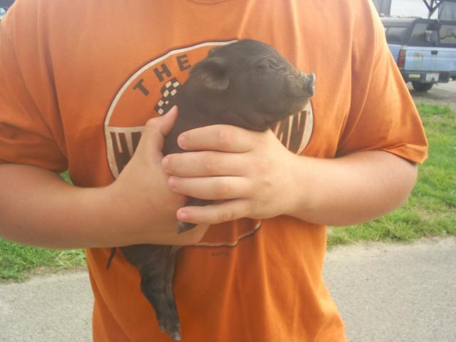 67270_piglet.jpg