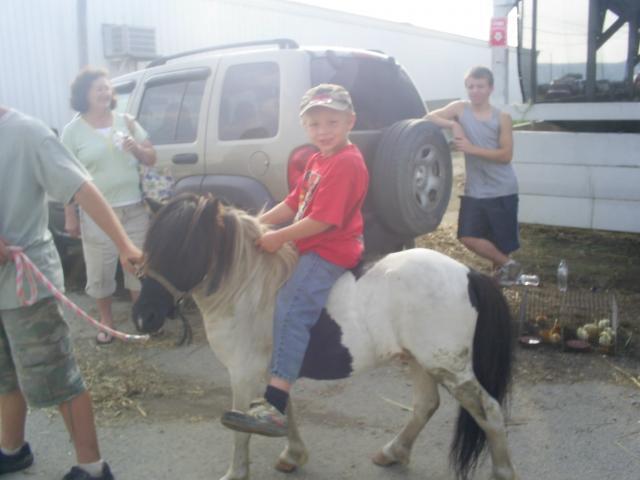 67270_pony_and_chix_in_background.jpg