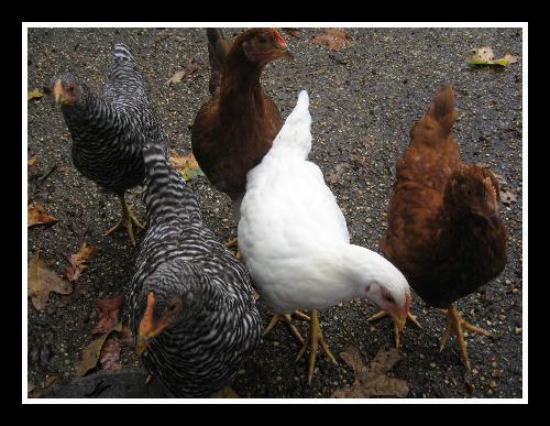 67276_fivehens.jpg