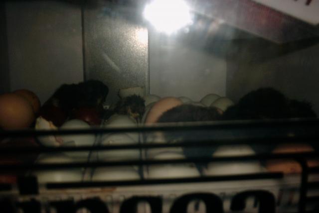67305_cc_chicks.jpg