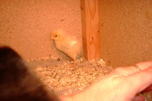 67305_dbl_m_white_marans_chick.jpg