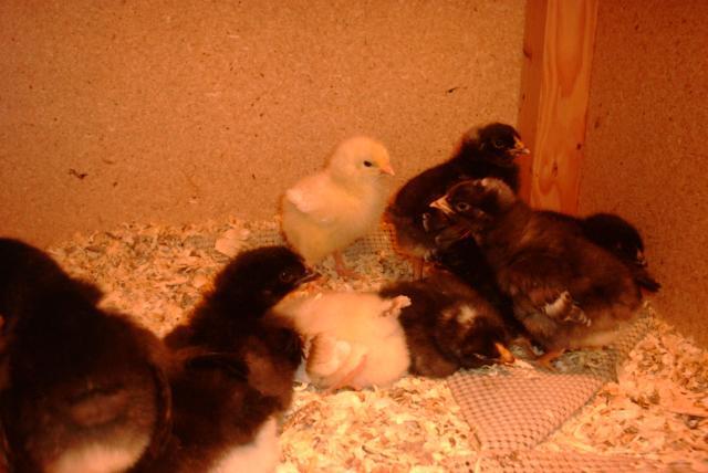 67305_dbl_mutant_white_m_chick.jpg
