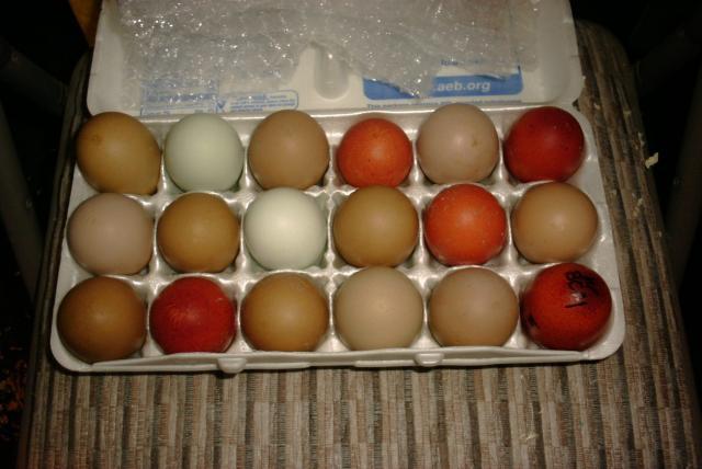 67305_wynettes_oe_eggs.jpg