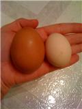 67351_silkie_egg_vs_large_egg_1.jpg