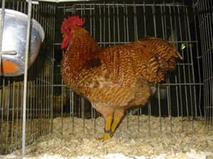 67353_pretty_chicken.jpg